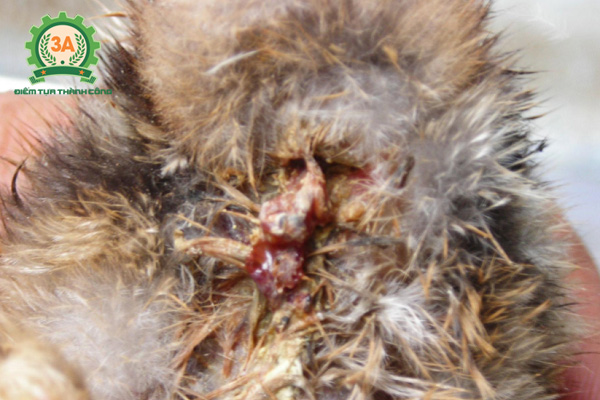 Bệnh cầu trùng ở gà: Phân dính hậu môn