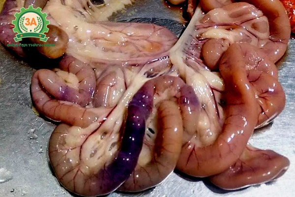 Bệnh cầu trùng ở gà: Bệnh tích cầu trùng ruột non
