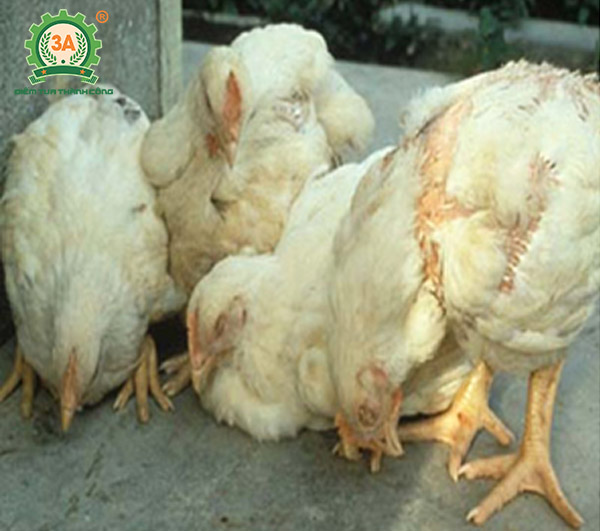 Bệnh ký sinh trùng đường máu ở gà (04)
