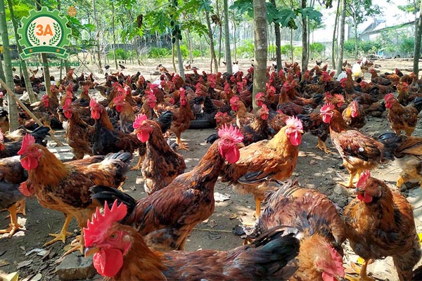 Bệnh ký sinh trùng đường máu ở gà (05)