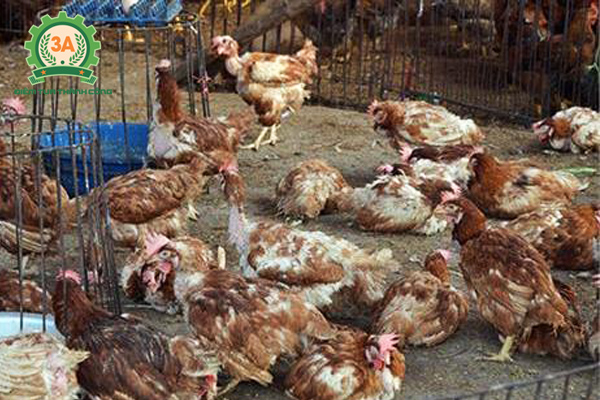 Đàn gà mắc bệnh tụ huyết trùng