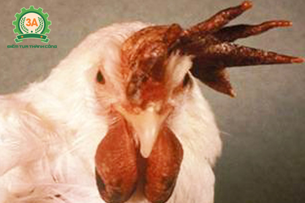 Bệnh tụ huyết trùng ở gà: Mào gà bị tím tái