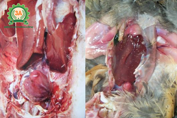 Mổ khám gà bị bệnh tụ huyết trùng