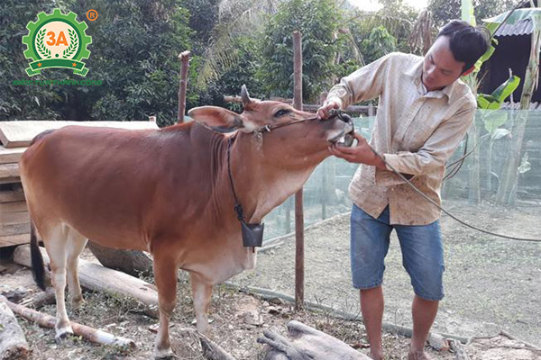 Bệnh tụ huyết trùng trâu bò (01)