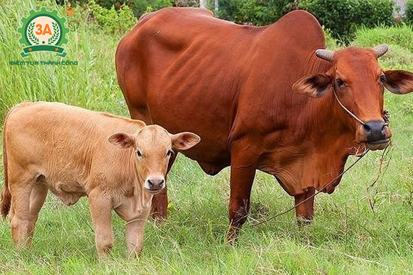 Bệnh tụ huyết trùng trâu bò (03)