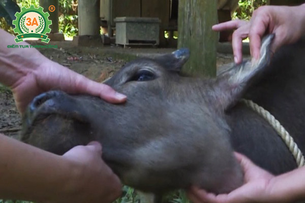 Bệnh tụ huyết trùng trâu bò (04)