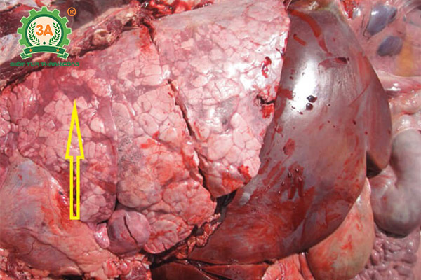 Bệnh tụ huyết trùng trâu bò (05)