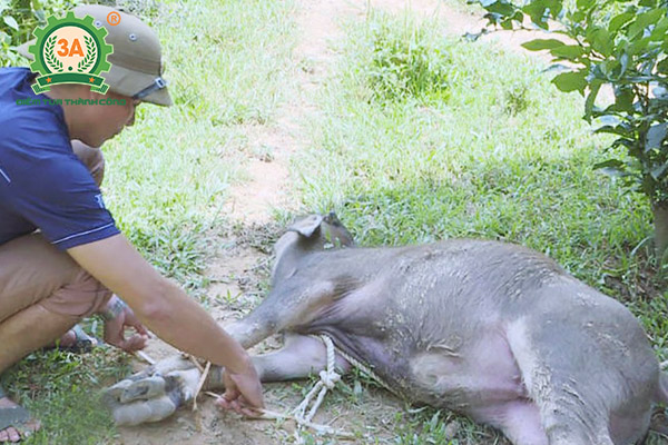 Bệnh tụ huyết trùng trâu bò (06)