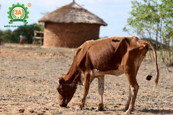 Bệnh tụ huyết trùng trâu bò (07)