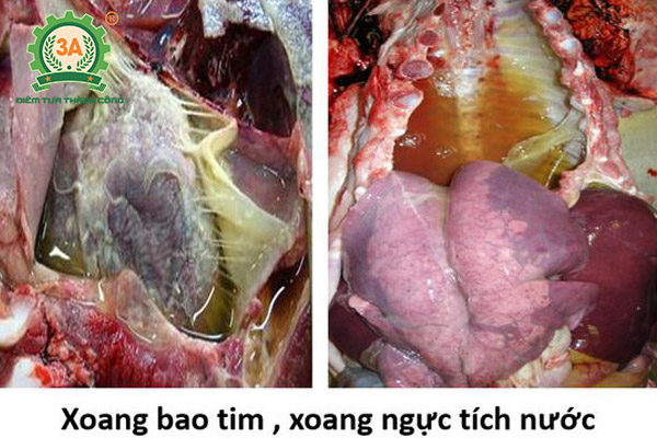 Bệnh tụ huyết trùng trâu bò (08)