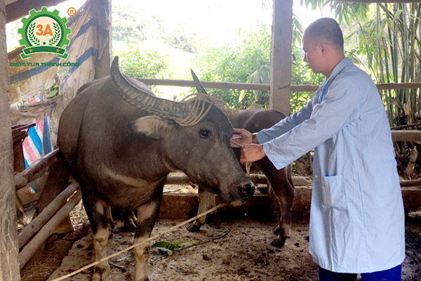 Bệnh tụ huyết trùng trâu bò (09)