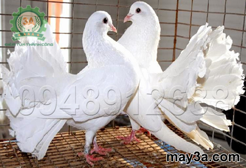 Bí quyết trộn thức ăn cho chim bồ câu Pháp