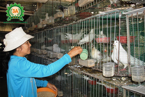 Các bệnh thường gặp ở bồ câu - Cho bồ câu ăn thức ăn dễ tiêu khi bị bệnh