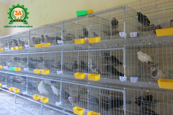 Các bệnh thường gặp ở bồ câu có thể phòng tránh khi giữ vệ sinh chuồng trại