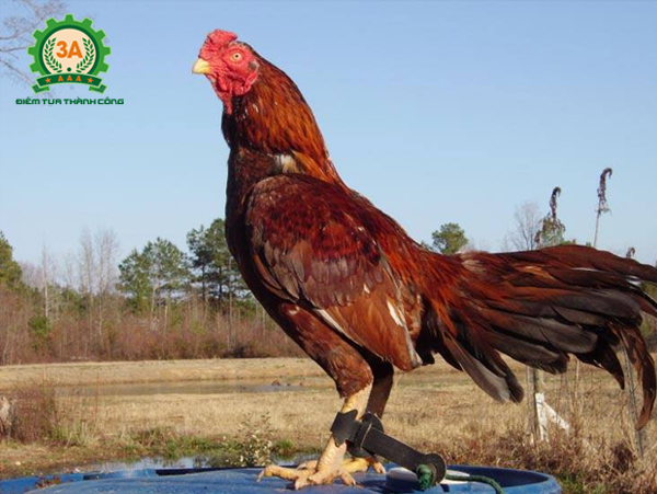 Cách chọn gà chọi tơ - Gà chọi Asil