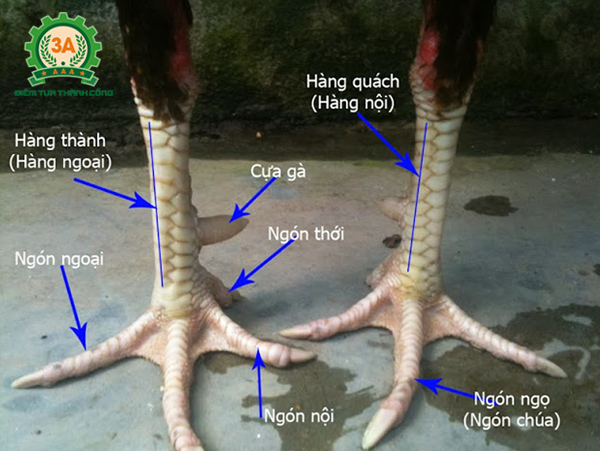 Cách chọn gà chọi tơ - Lọc gà đợt 1