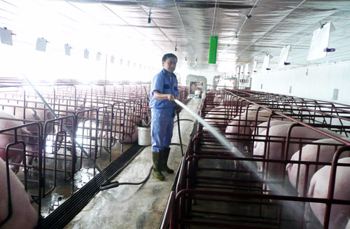 Cách chống nóng cho vật nuôi