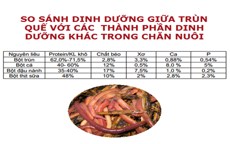 Cách làm bột trùn quế: Bảng so sánh dinh dưỡng giữa bột trùn quế với các nguyên liệu làm thức ăn chăn nuôi khác
