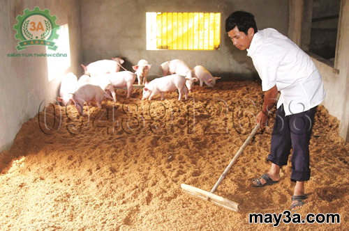 Cách làm đệm lót sinh học cho lợn