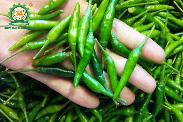 Cách làm muối ớt xanh (04)