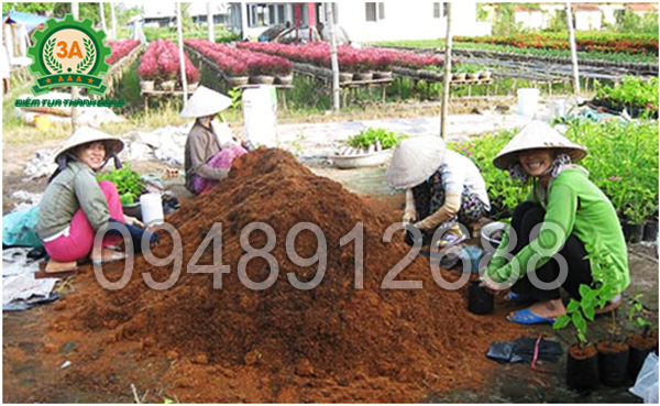 Cách làm phân hữu cơ từ xơ dừa: Xơ dừa luôn được tận dụng trong trồng trọt