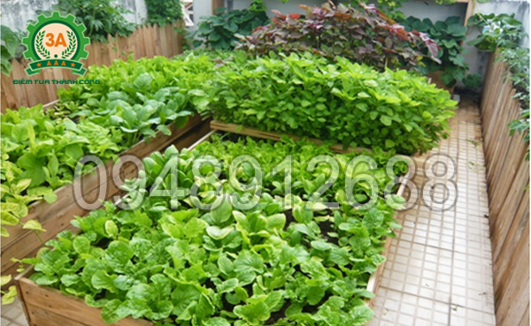 Vườn rau luôn xanh tốt do được bón bằng phân hữu cơ làm từ xơ dừa