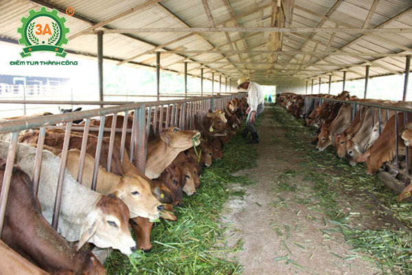 Cách nuôi bò nhanh lớn (01)