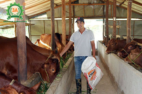 Cách nuôi bò nhanh lớn (02)