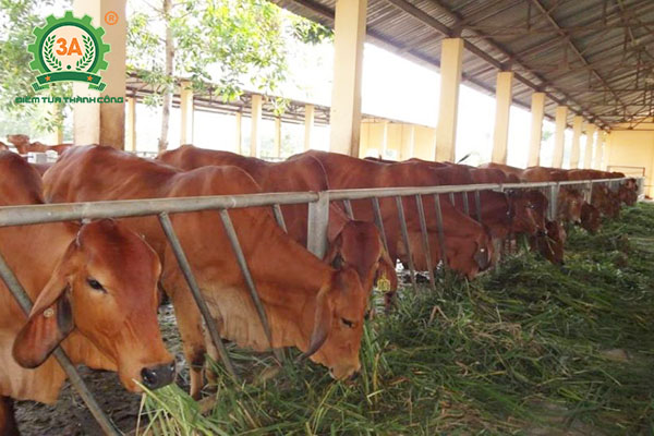Cách nuôi bò nhanh lớn (03)