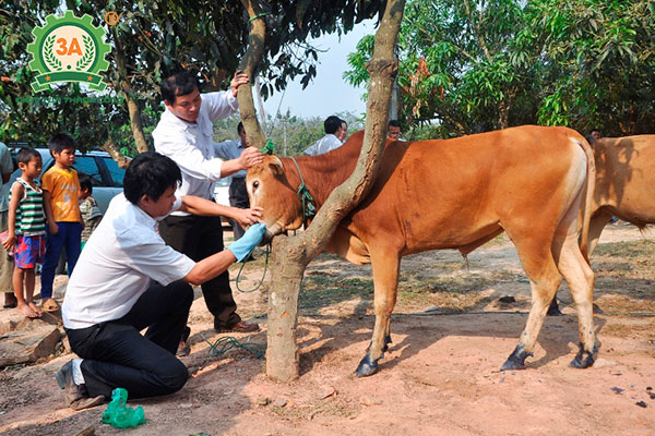 Cách nuôi bò nhanh lớn (04)