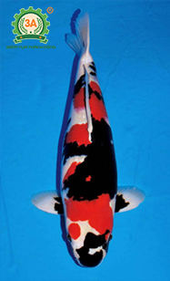 Cách nuôi cá Koi: Koi Showa Sanshoku (Showa)