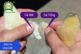 cách nuôi gà chọi con (06)