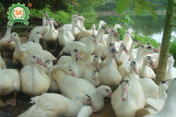 Cách nuôi ngan nhanh lớn (01)