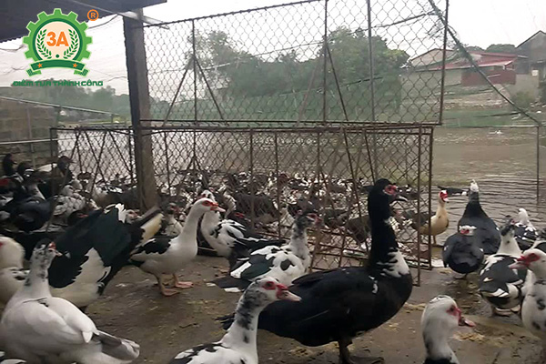 Cách nuôi ngan nhanh lớn (03)