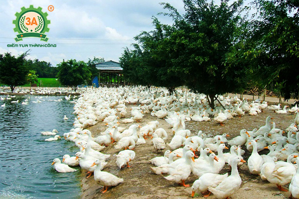 Cách nuôi vịt nhanh lớn: Vịt nuôi chăn thả