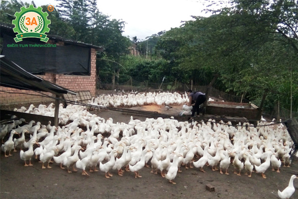 Cách nuôi vịt nhanh lớn: Nuôi vịt có sân chơi trên cạn