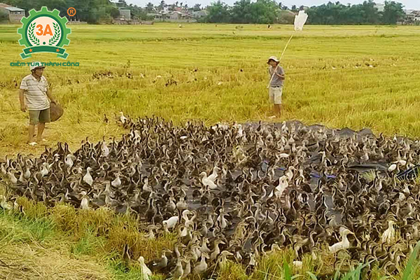Cách nuôi vịt trời (08)