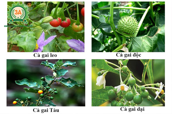 Cách trồng cà gai leo (02)