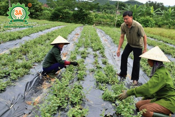 Cách trồng cà gai leo (08)