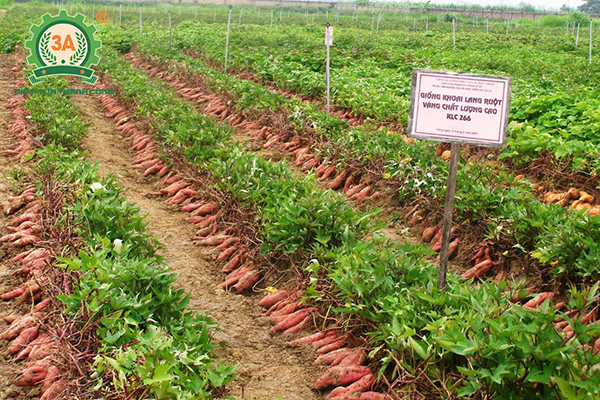 Cách trồng khoai lang (01)