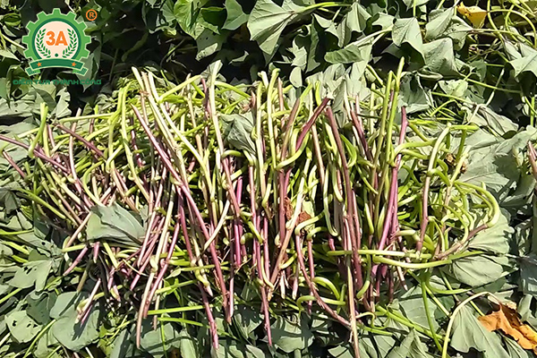 Cách trồng khoai lang (03)