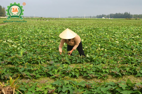 Cách trồng khoai lang (07)