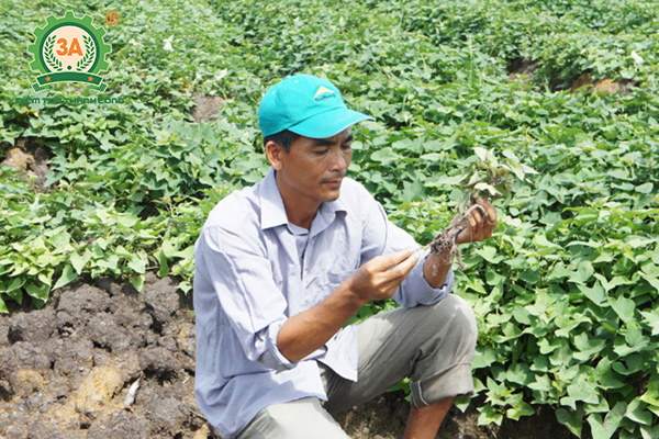 Cách trồng khoai lang (08)