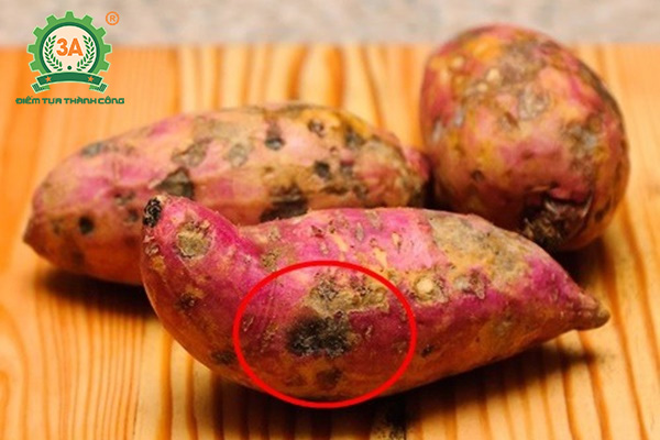 Cách trồng khoai lang (09)