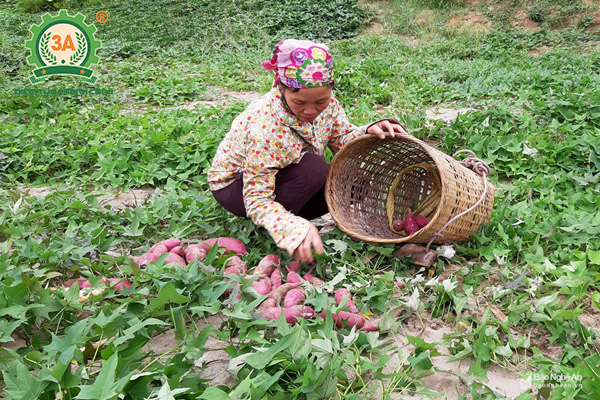 Cách trồng khoai lang (11)