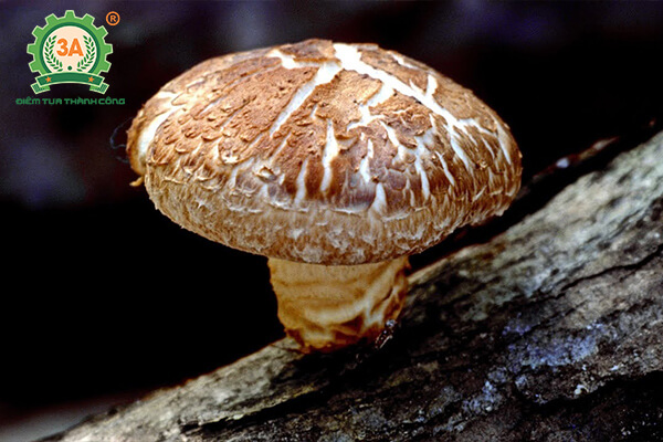 Cách trồng nấm hương (02)