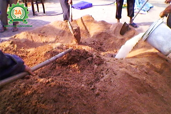 Cách trồng nấm hương (03)