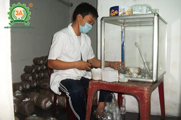 Cách trồng nấm hương (05)