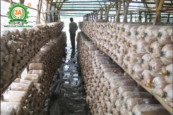 Cách trồng nấm hương (06)