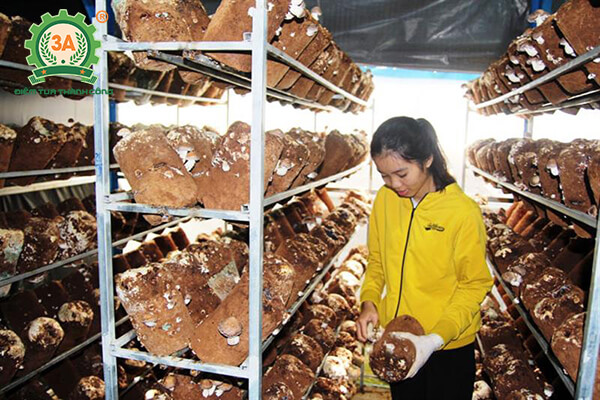 Cách trồng nấm hương (07)